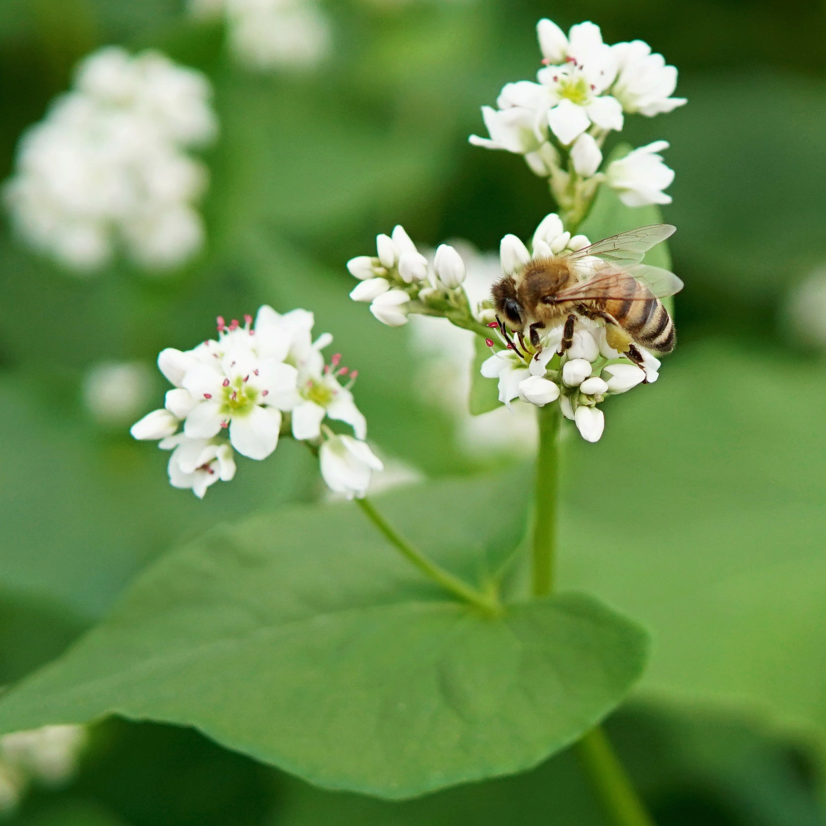 buckwheat plant Buckwheat
