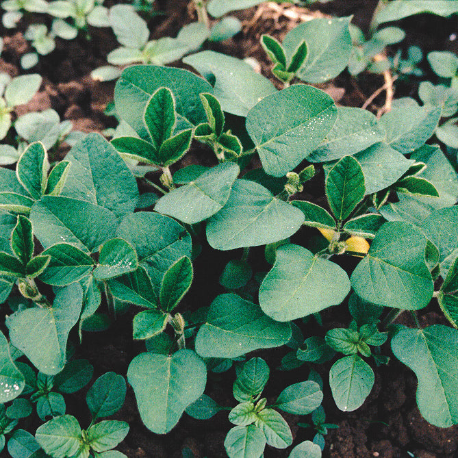 Soybean Soybean Seed | Territorial Seed