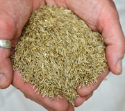 ANNUAL RYE GRASS-RYE