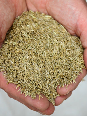 ANNUAL RYE GRASS-RYE