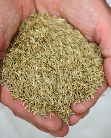 ANNUAL RYE GRASS-RYE