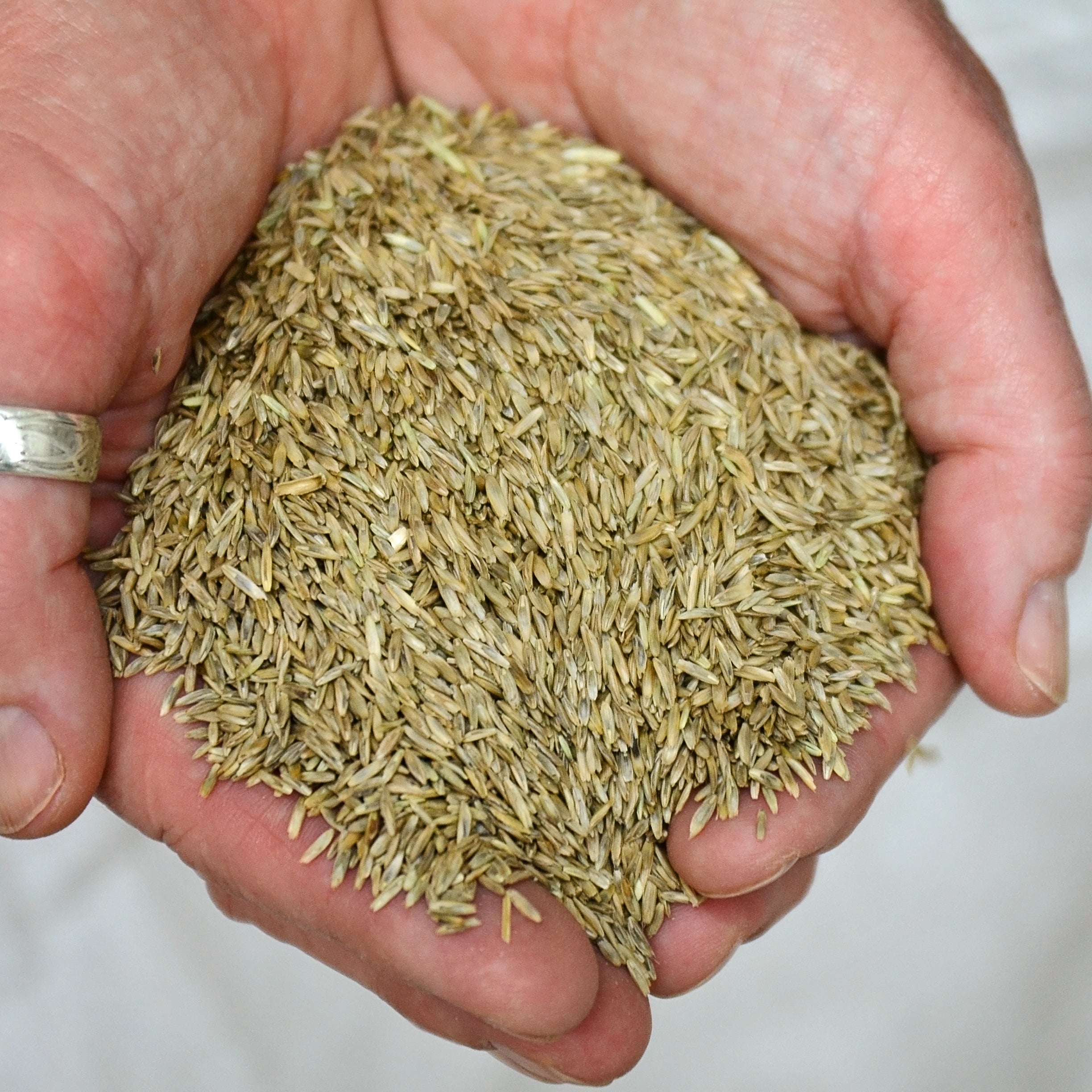 Merced Rye Grass Annual Rye Grass Rye Seed | SEED / 1 pound | Territorial Seed