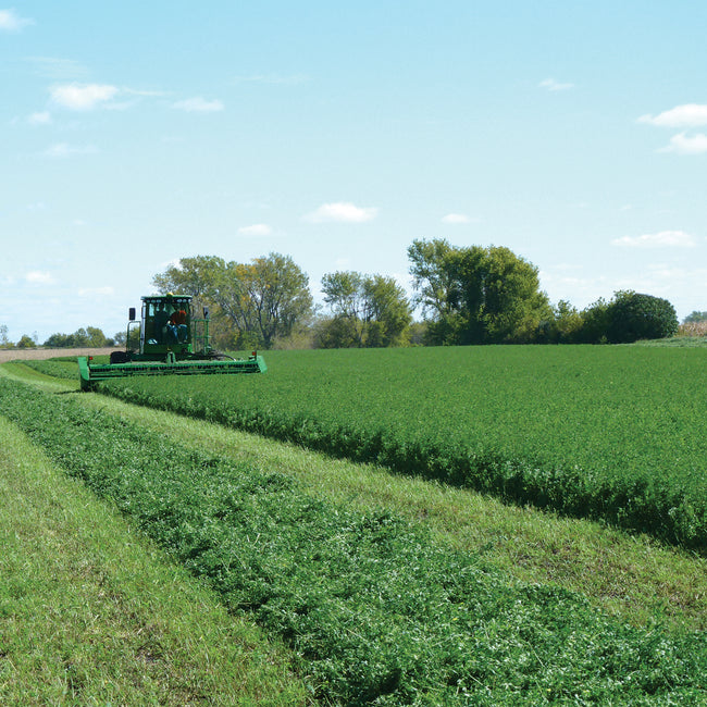 VERNAL SUMMER ALFALFA-ALFALFA