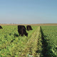 PACER FORAGE TURNIP-COVER CROP