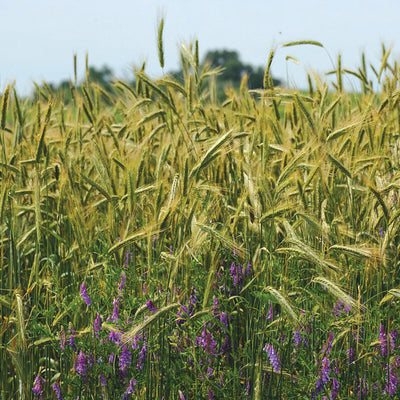 WINTER RYE GRAIN-RYE