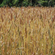 RED FIFE WHEAT