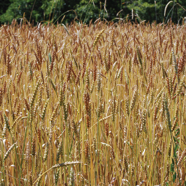 RED FIFE WHEAT