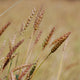 RED FIFE WHEAT
