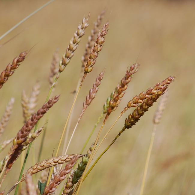 RED FIFE WHEAT