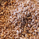 RED FIFE WHEAT
