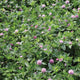 MAMMOTH RED CLOVER-CLOVER