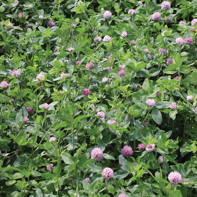 MAMMOTH RED CLOVER-CLOVER