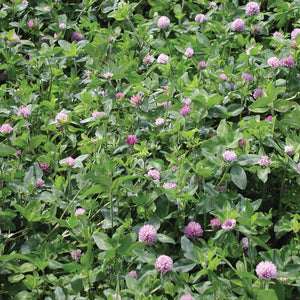 MAMMOTH RED CLOVER-CLOVER