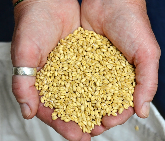 YAMHILL SOFT WHITE WINTER WHEAT-WHEAT