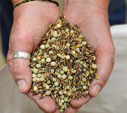 LONDON SPRING'S OG EASY PEAS & OAT BLEND-COVER CROP