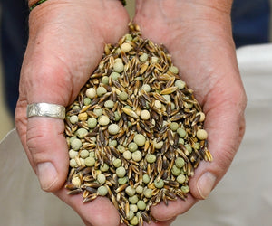 LONDON SPRING'S OG EASY PEAS & OAT BLEND-COVER CROP