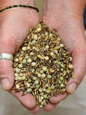 LONDON SPRING'S OG EASY PEAS & OAT BLEND-COVER CROP