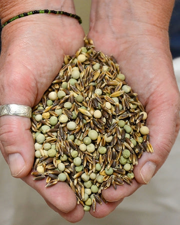 LONDON SPRING'S OG EASY PEAS & OAT BLEND-COVER CROP