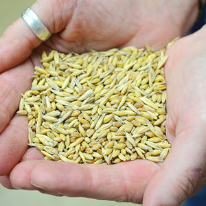 SUCCOTASH-COVER CROP