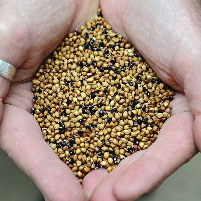 PIPER SUDANGRASS-SUDANGRASS