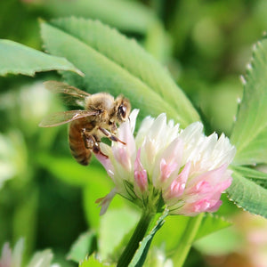 FIXATION BALANSA CLOVER-CLOVER