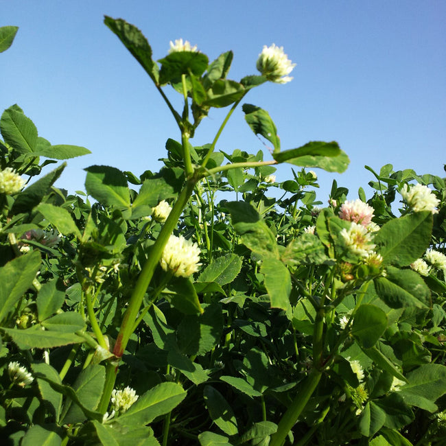 FIXATION BALANSA CLOVER-CLOVER