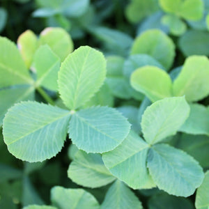 FIXATION BALANSA CLOVER-CLOVER