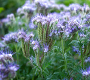 LACY PHACELIA-LACY PHACELIA