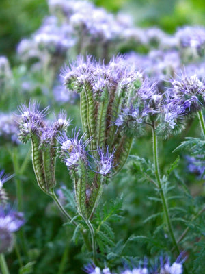 LACY PHACELIA-LACY PHACELIA