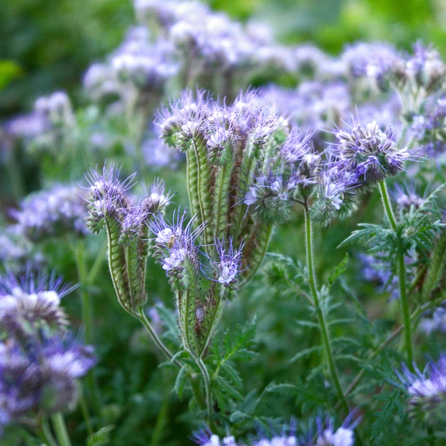 LACY PHACELIA-LACY PHACELIA