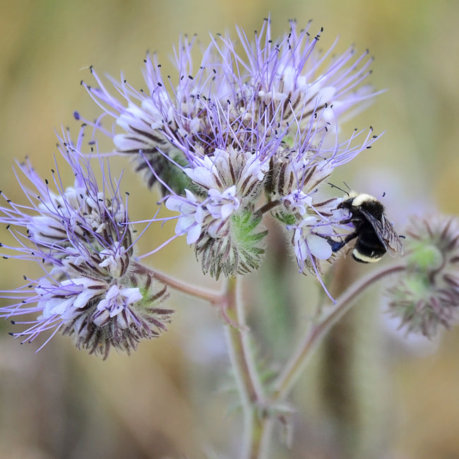 LACY PHACELIA-LACY PHACELIA
