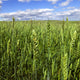 FRIDGE™ TRITICALE-TRITICALE