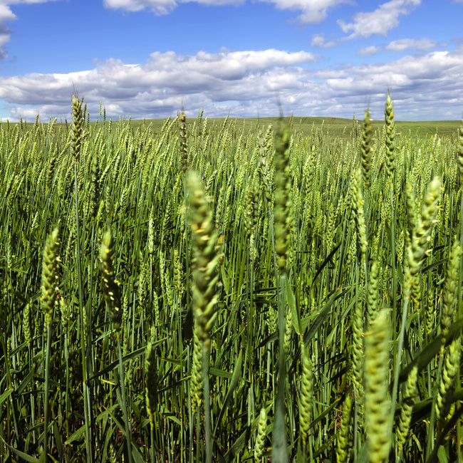 FRIDGE™ TRITICALE-TRITICALE