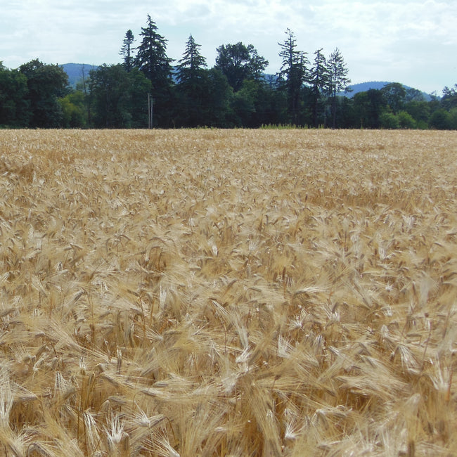 STREAKER BARLEY-BARLEY