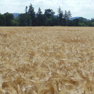 STREAKER BARLEY-BARLEY