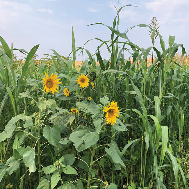 ORGANIC SUMMERMAX BLEND-COVER CROP
