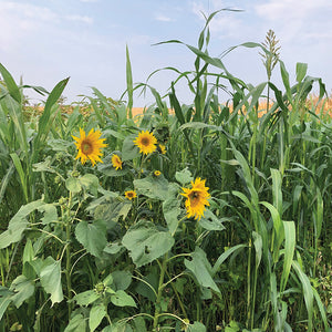 ORGANIC SUMMERMAX BLEND-COVER CROP