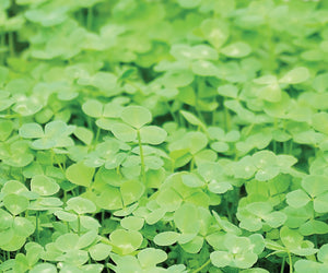 MICROCLOVER COVER CROP