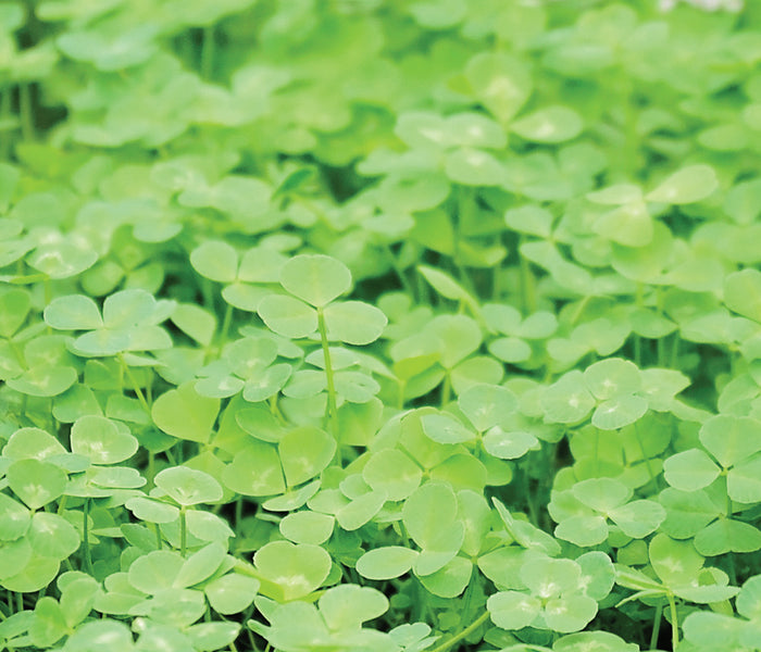 MICROCLOVER COVER CROP