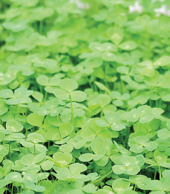 Close-up of Microclover cover crop showcasing dense, low-growing three-leaf foliage forming a bright green groundcover
