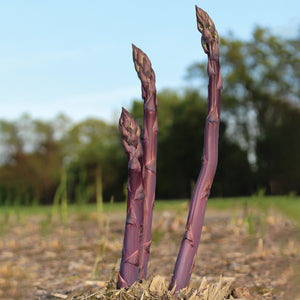 PURPLE PASSION-ASPARAGUS