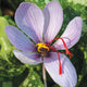SAFFRON-CROCUS