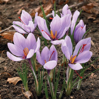 SAFFRON-CROCUS