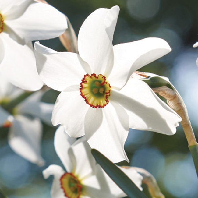 PHEASANT'S EYE-NARCISSUS