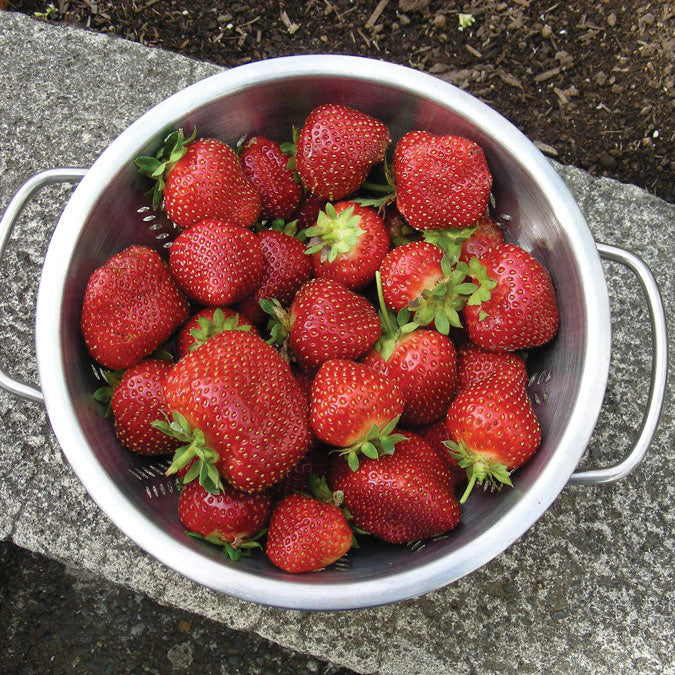 Seascape Strawberry Bare Root