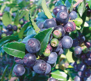 EVERGREEN-HUCKLEBERRY