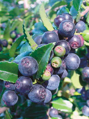 EVERGREEN-HUCKLEBERRY