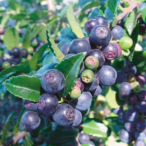 EVERGREEN-HUCKLEBERRY