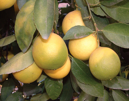 BEARSS LIME-CITRUS
