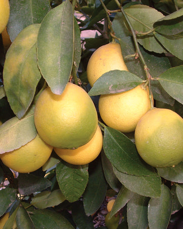 BEARSS LIME-CITRUS
